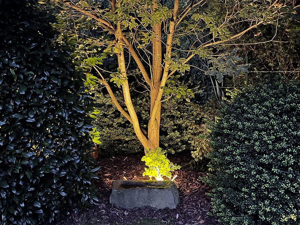Ein Lampe bescheint einen Baum im Dunkeln.