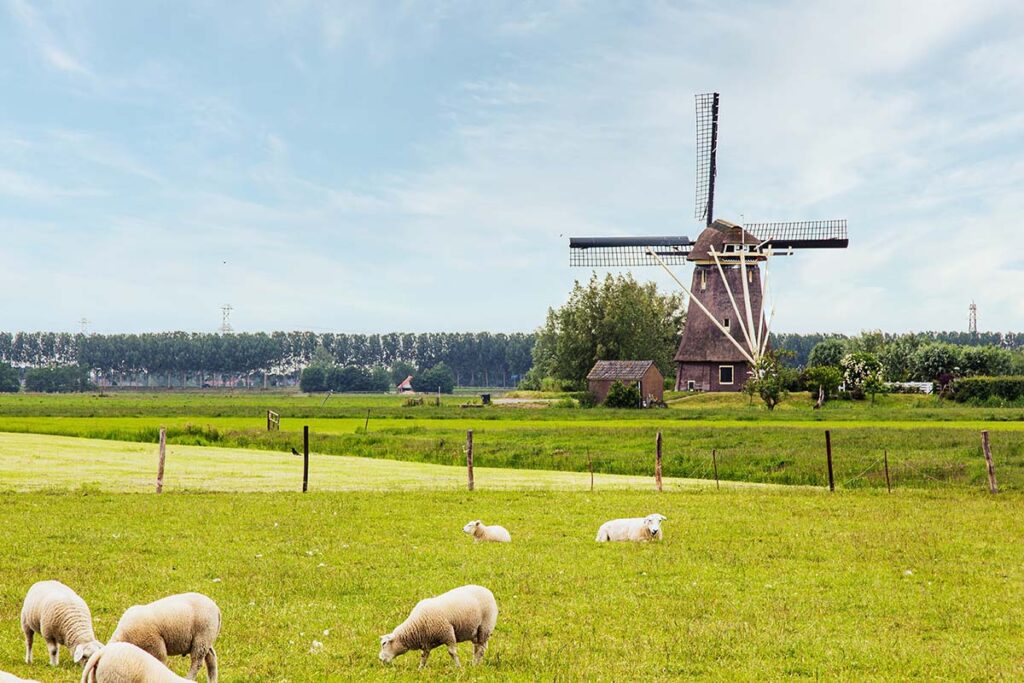 Eine niederländische Windmühle mit Schafen, die auf einer Weide grasen.