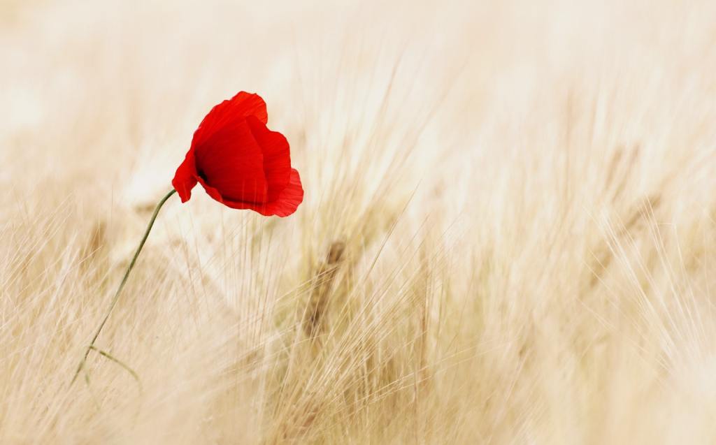 Rote Mohnblume am Rand in Weizenfeld