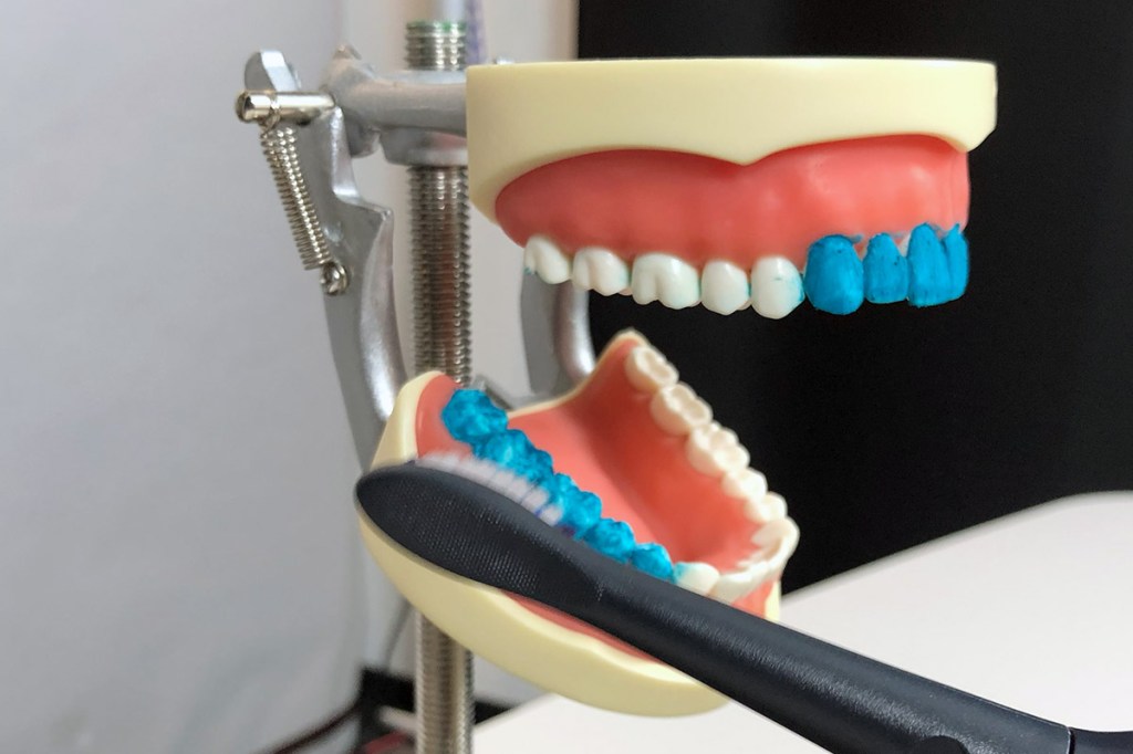 Das Zahnmodell während des Putz-Tests.