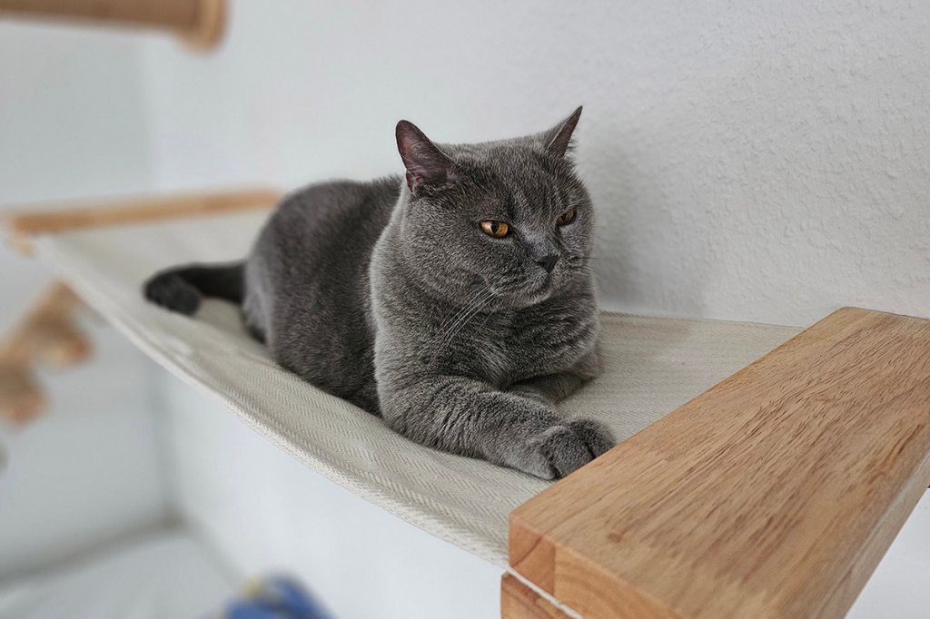 Eine Katze auf einer Wand-Hängematte