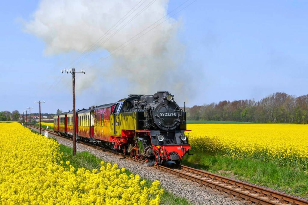 Die Bahn Molli in einem Rapsfeld.