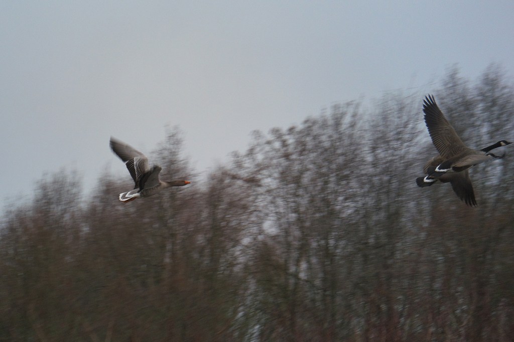 Unscharfes Foto von fliegenden Gänsen.