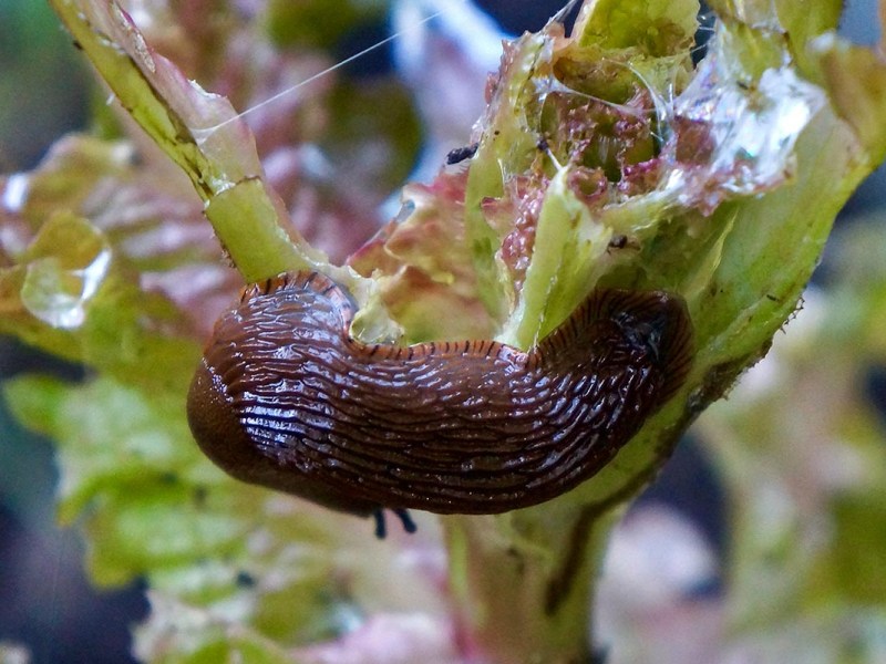 Nacktschnecke an einer Pflanze.